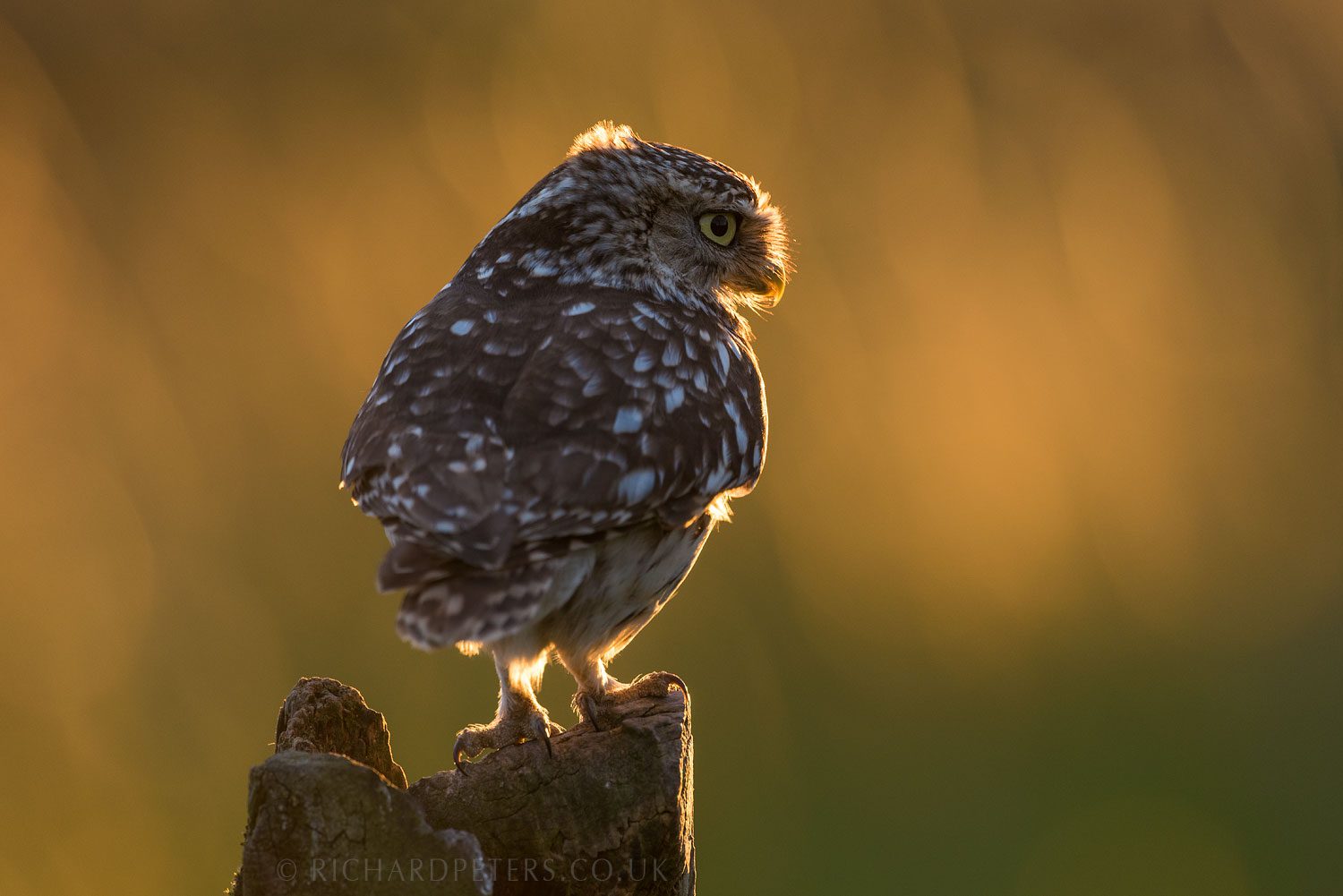 camera settings for better wildlife photography