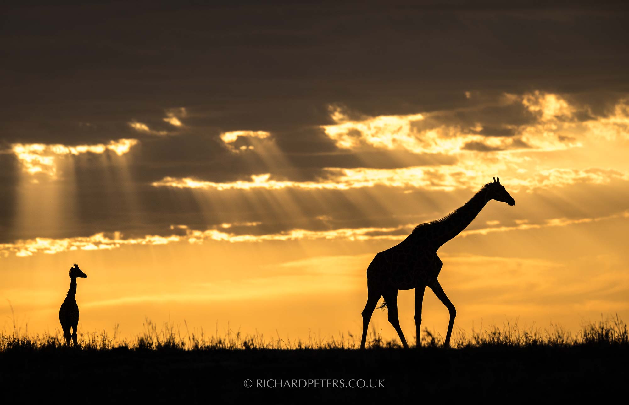 Maasai Mara, Giraffes