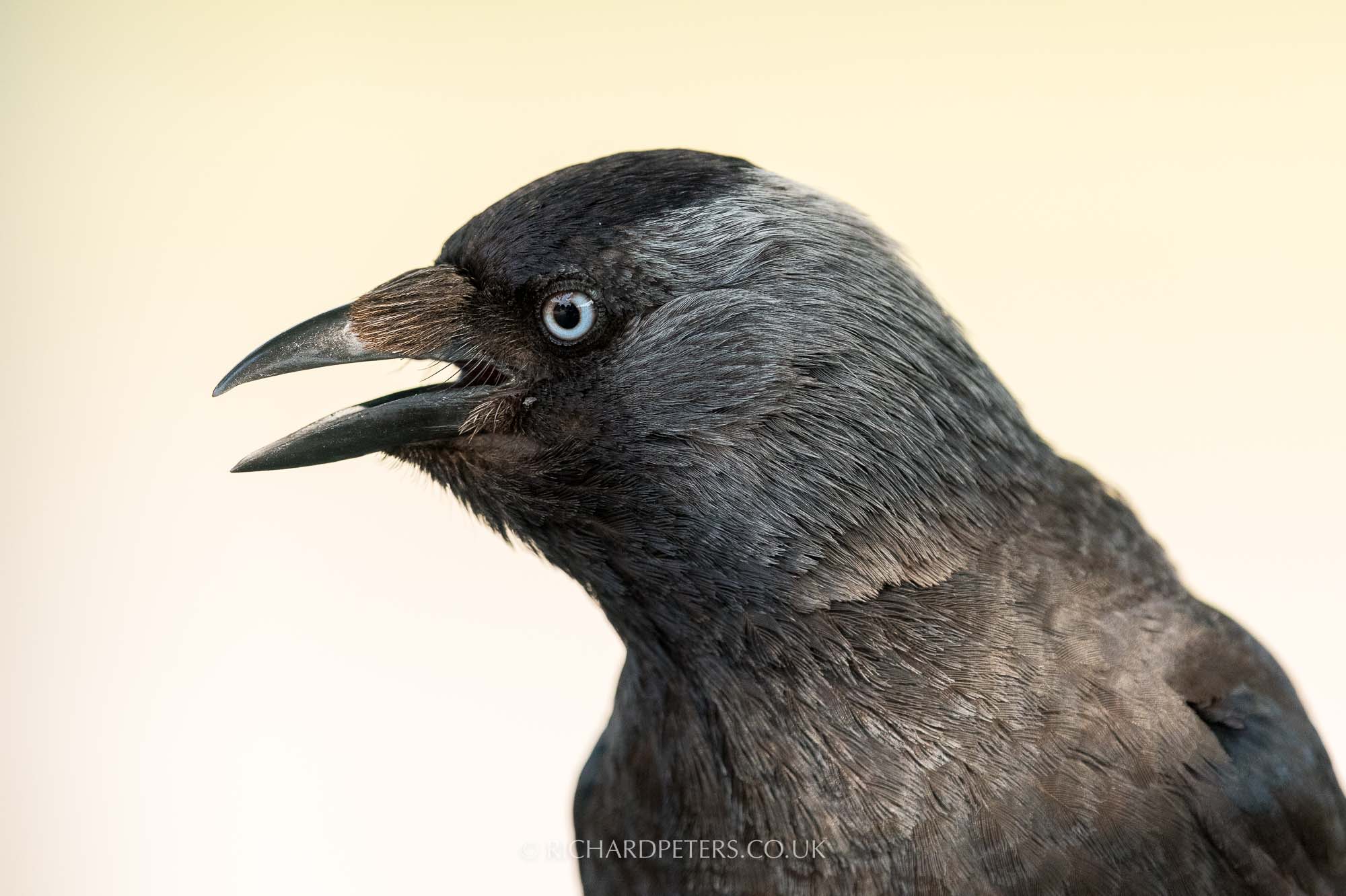 Jackdaw portrait