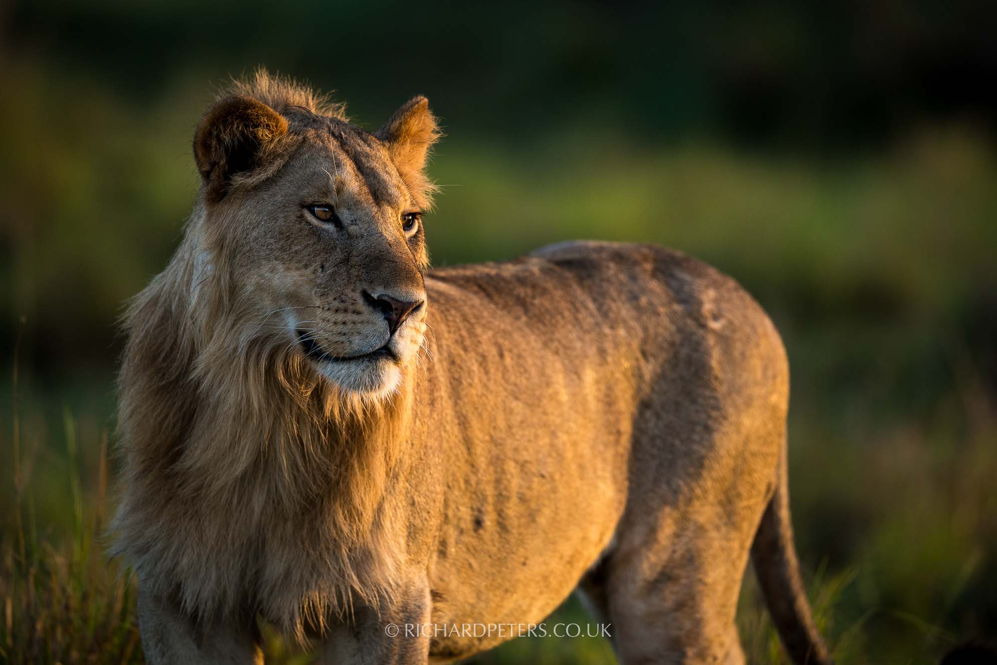 Maasai Mara, Lion