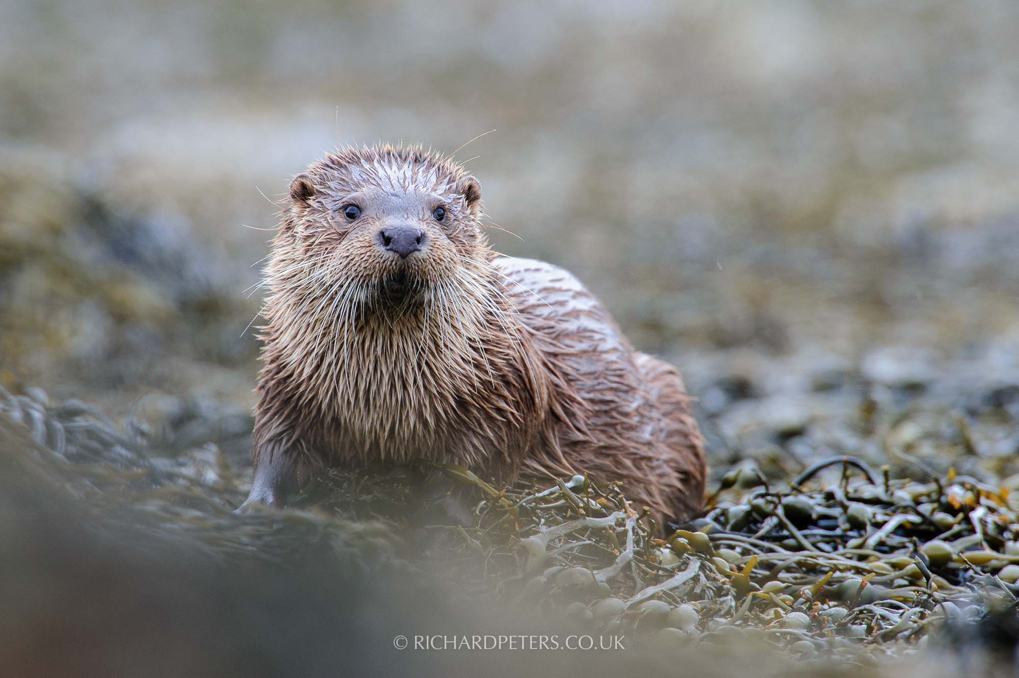 Otter, Nikon D3