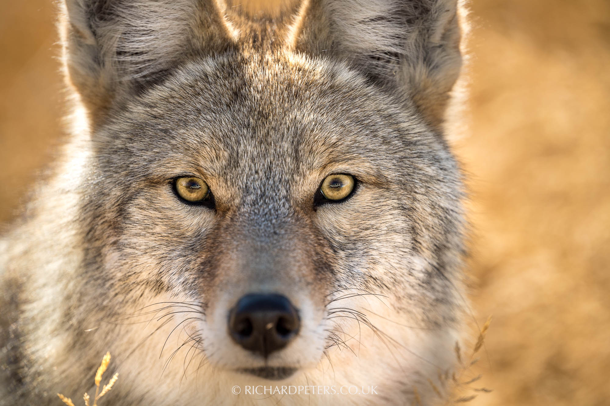 Nikon 180-400, D5, Coyote