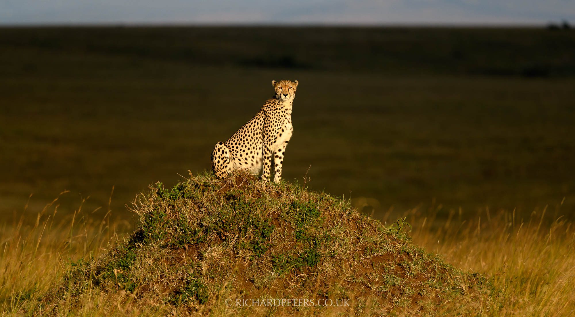 Cheetah at sunset, 500 PF with D850