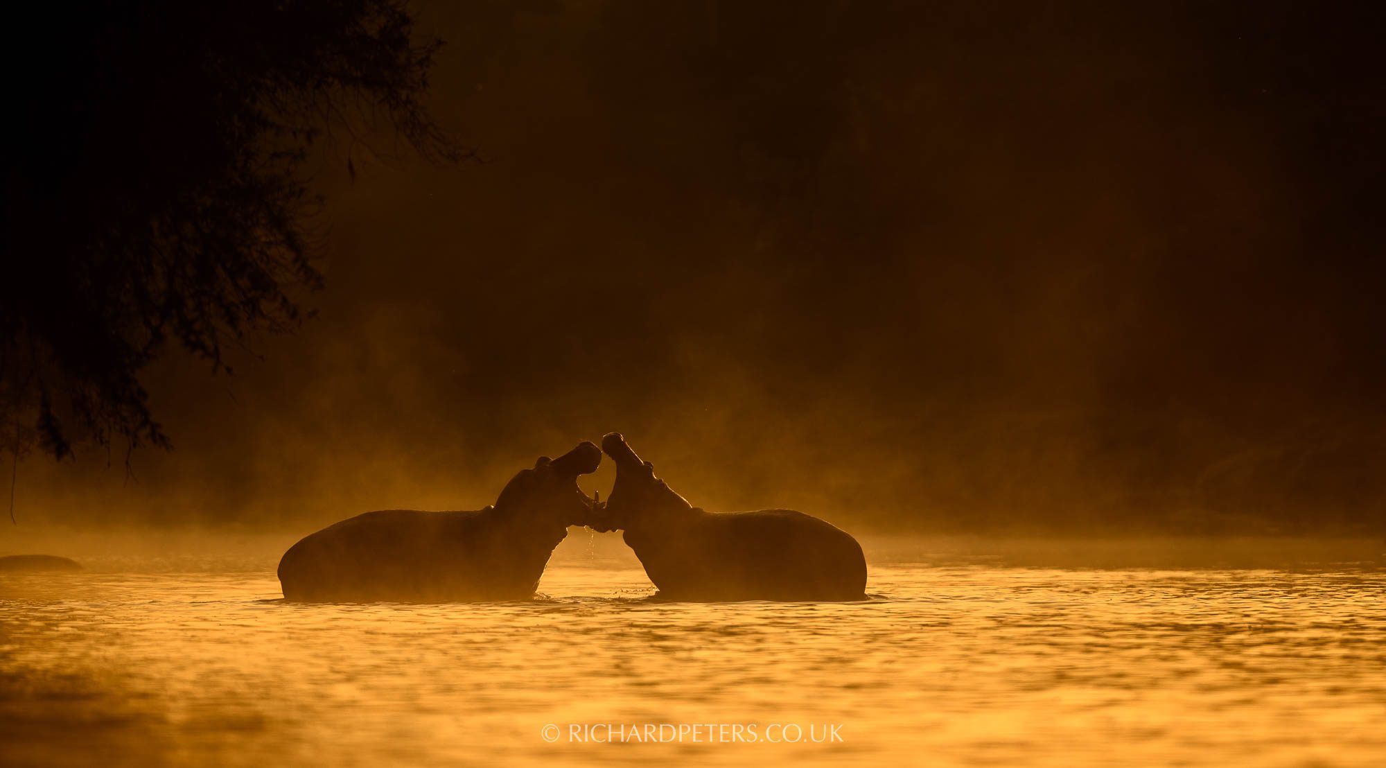 Hippo fight at sunrise, 500 PF with D850