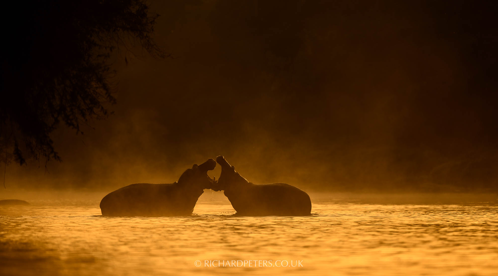 Hippo fight at sunrise, 500 PF with D850