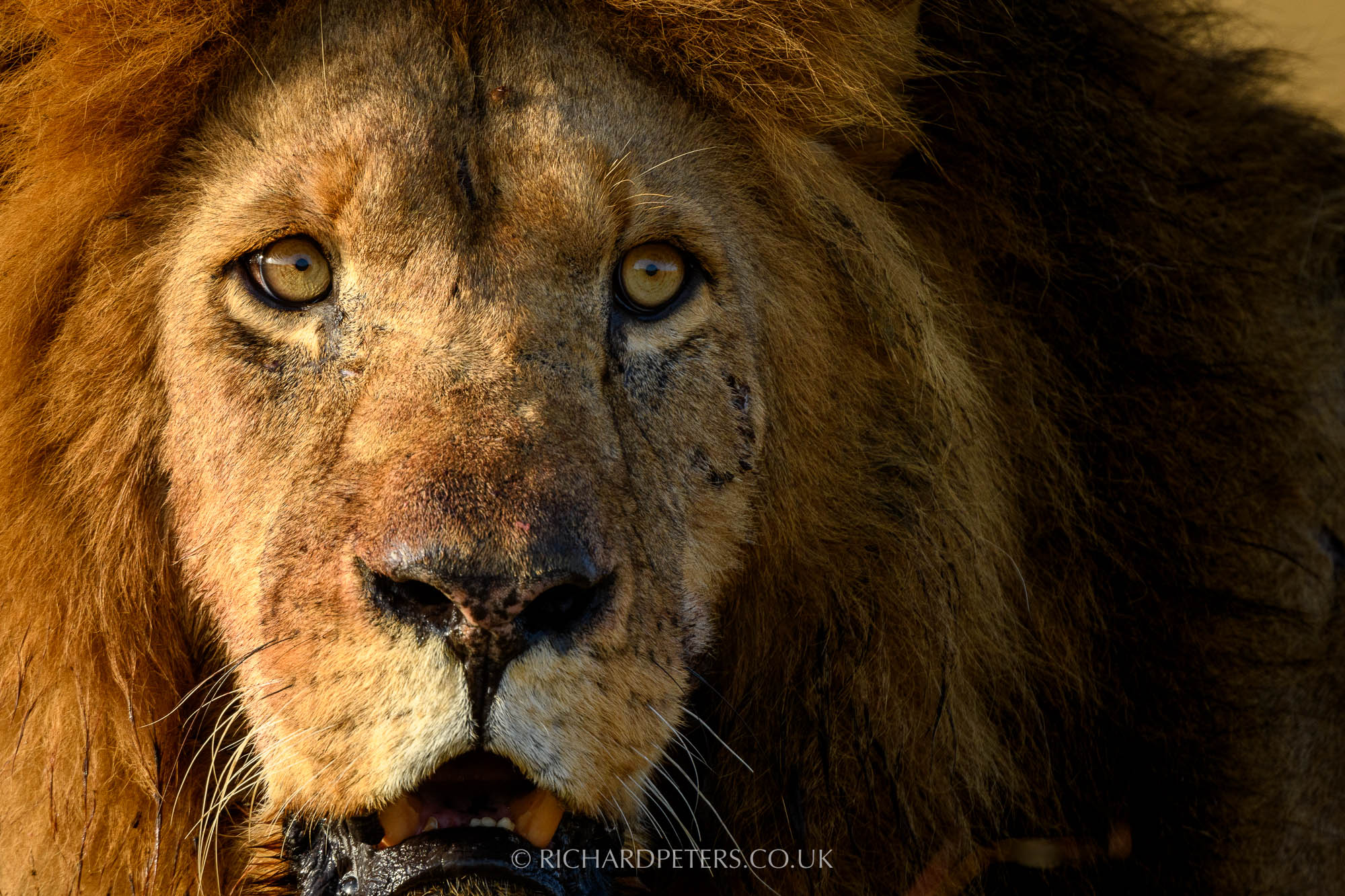 Male lion, Nikon 500PF with TC14EIII