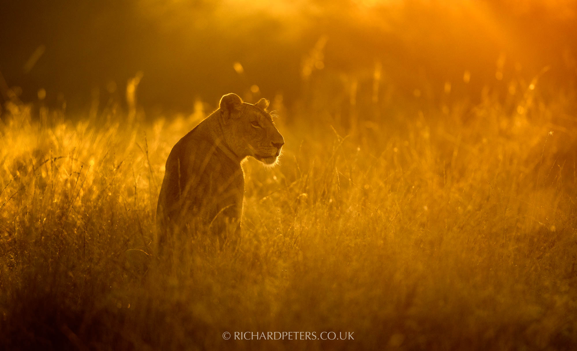 Lioness, Nikon 500PF and D850