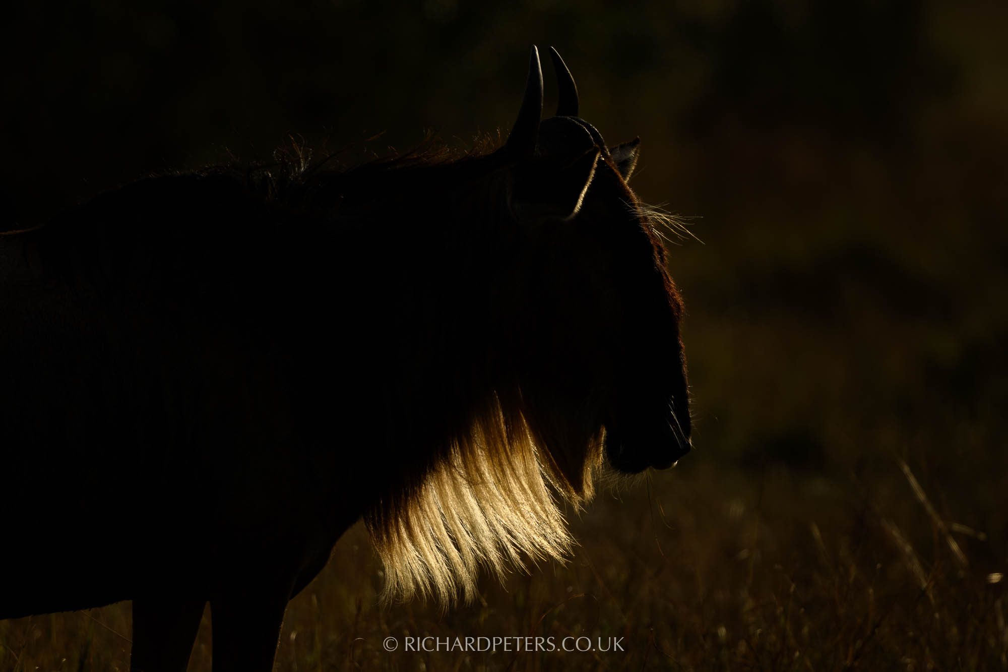 Wildebeest, 500 PF & TC-14EIII with D850