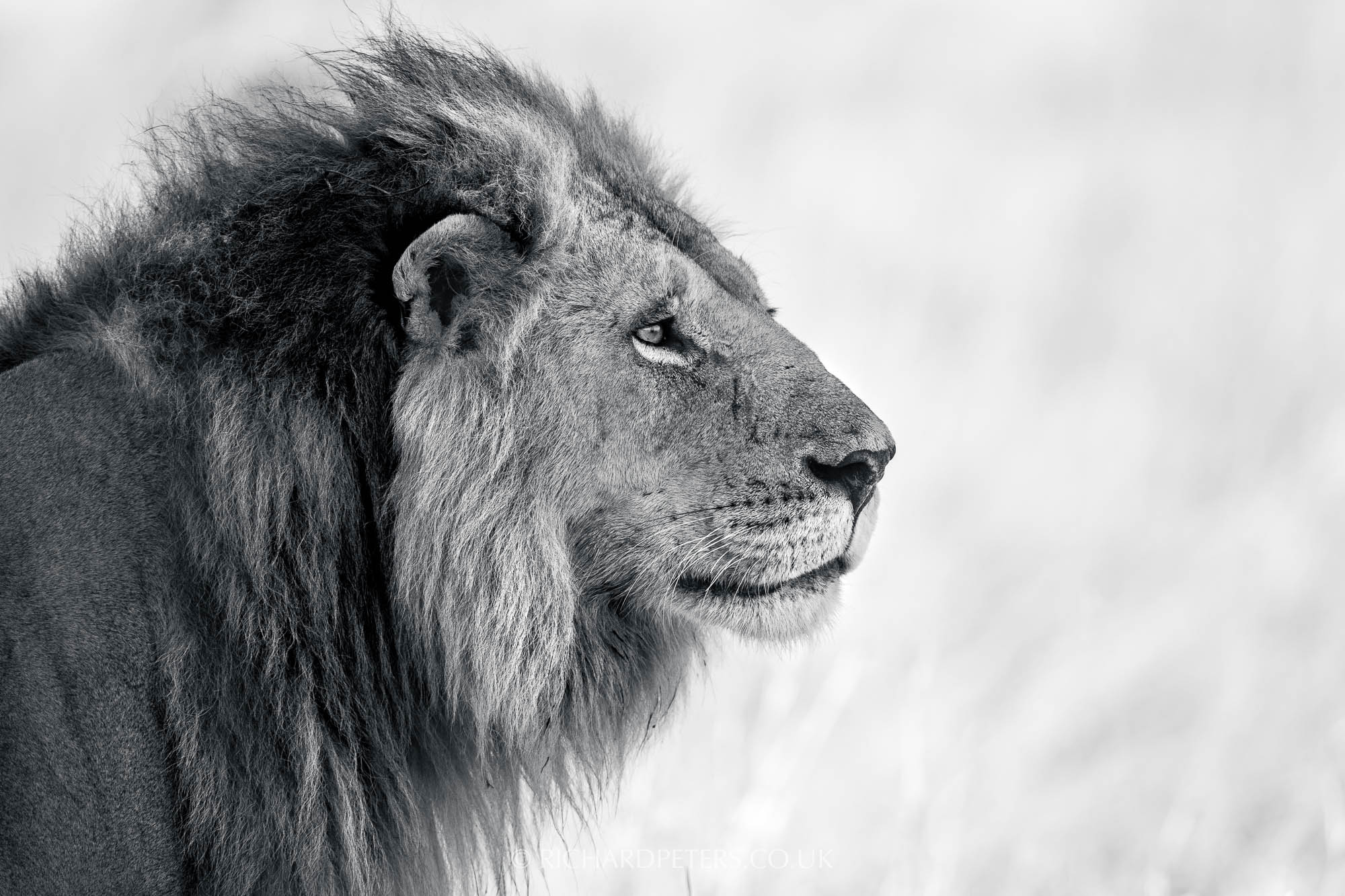 Black and white lion portrait, Nikon 500 PF