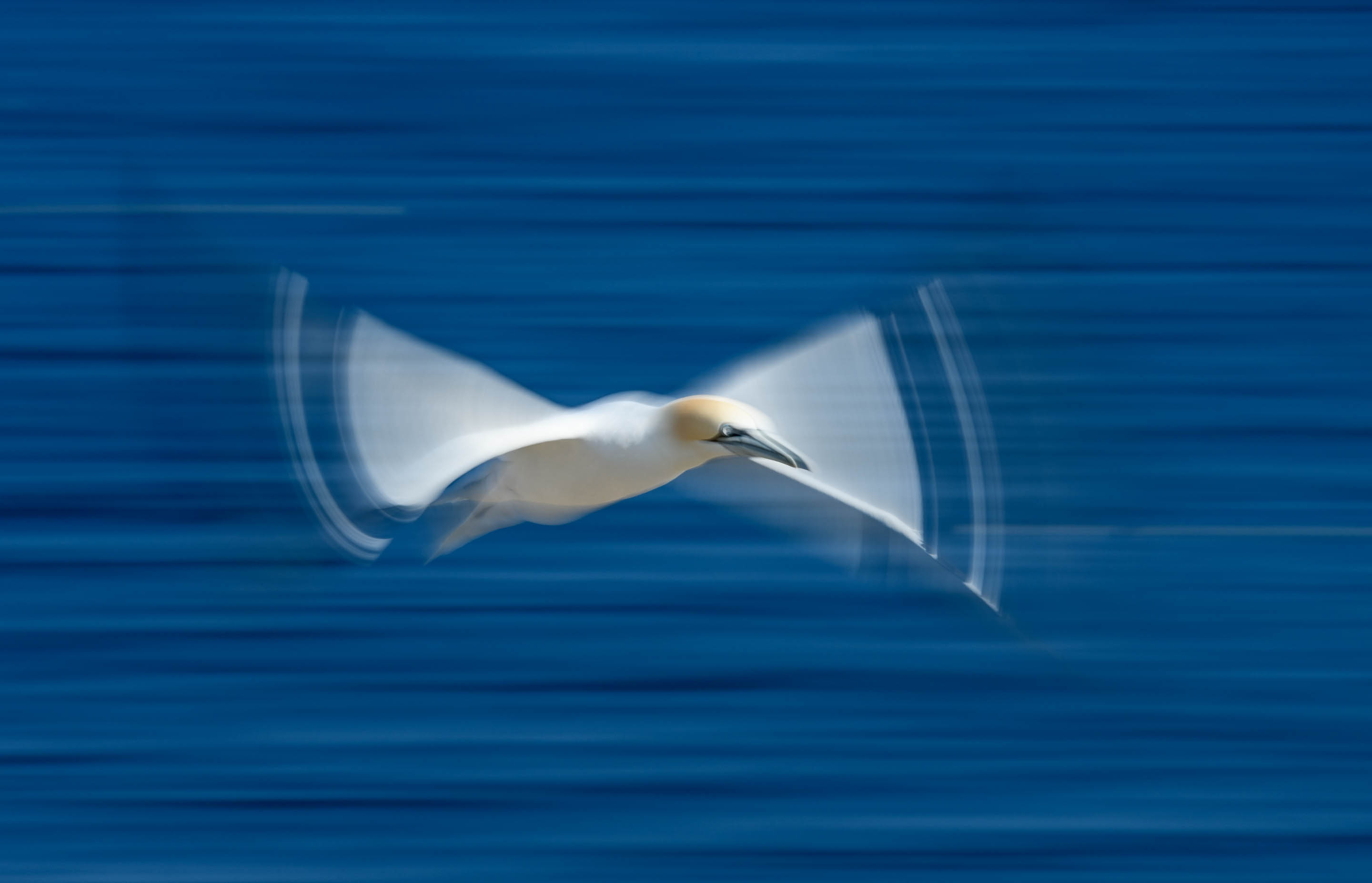 gannet on Saltee Island - Richard Peters Photography